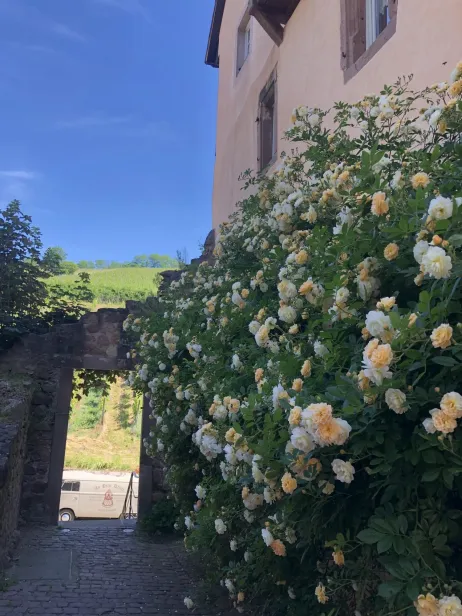 Taille et entretien de rosiers grimpants