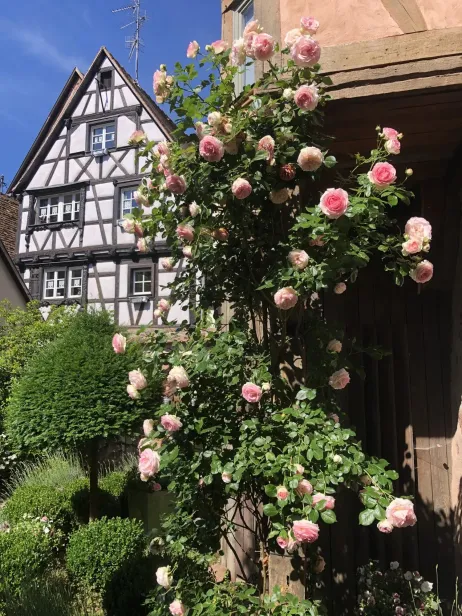 Taille et entretien de rosiers, buis et taxus 